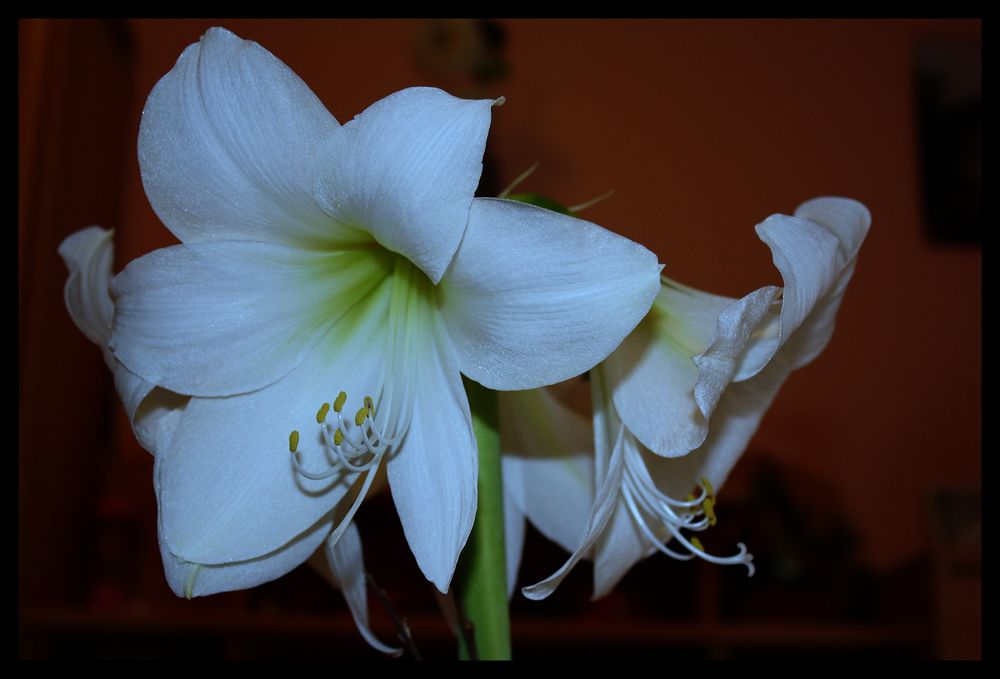 Amaryllis