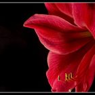 Amaryllis