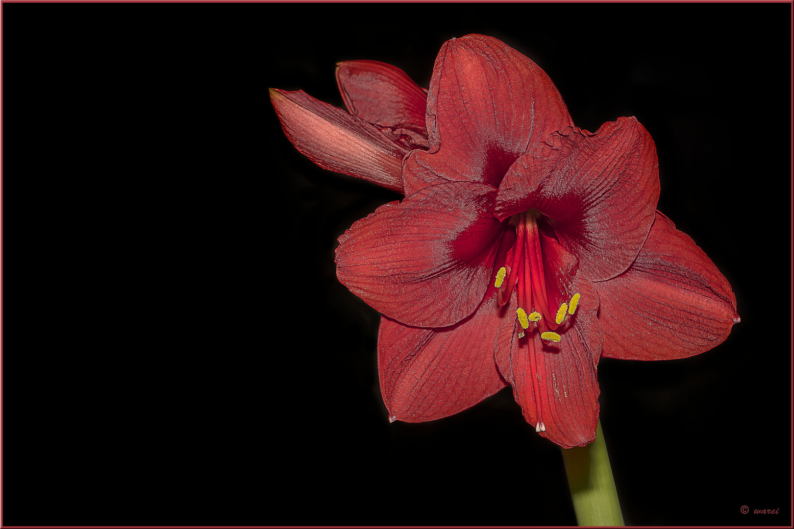 ~ Amaryllis ~