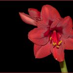 ~ Amaryllis ~