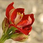 Amaryllis 