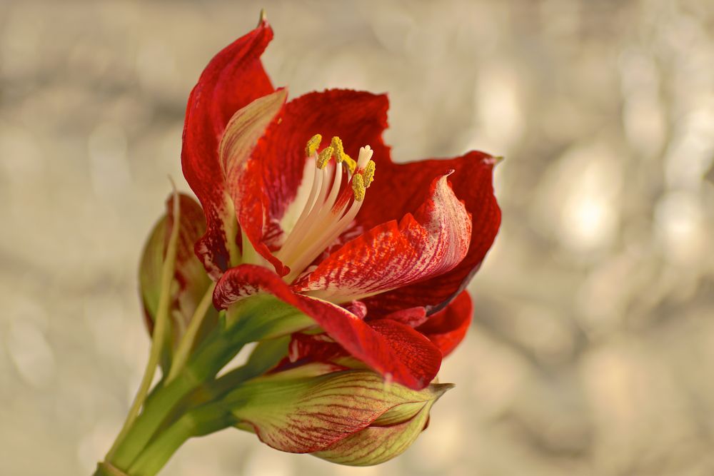 Amaryllis 