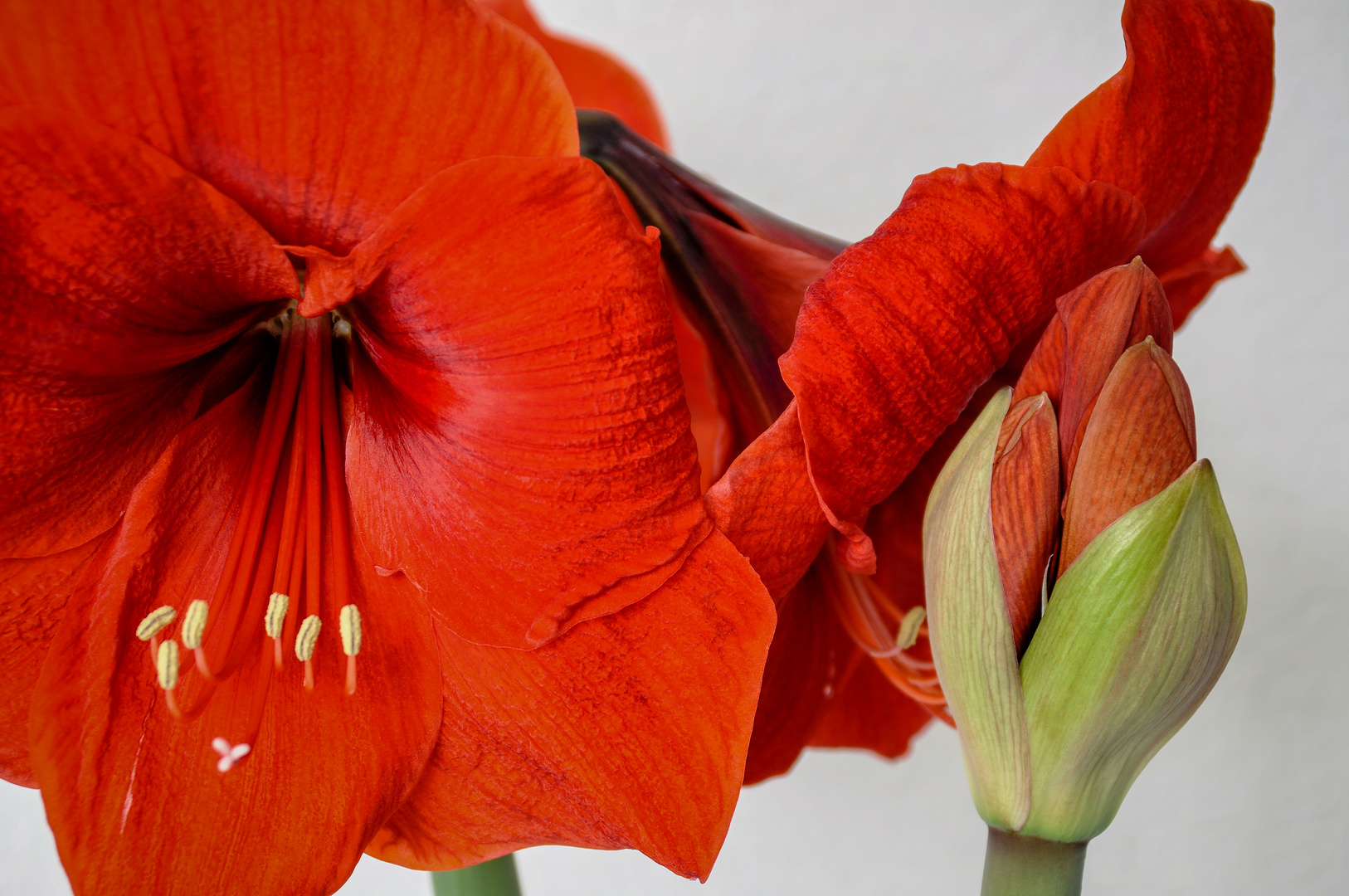 Amaryllis