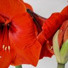 Amaryllis