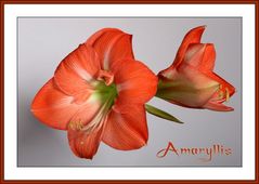 Amaryllis