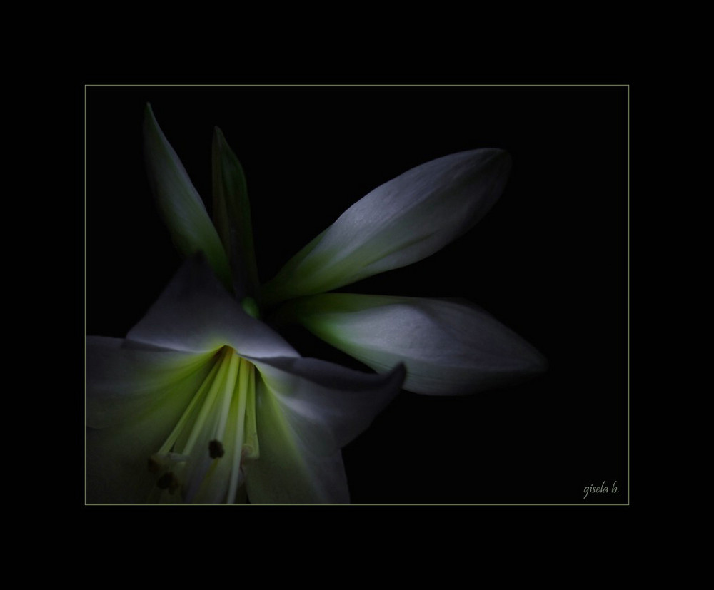 Amaryllis - abgedunkelt