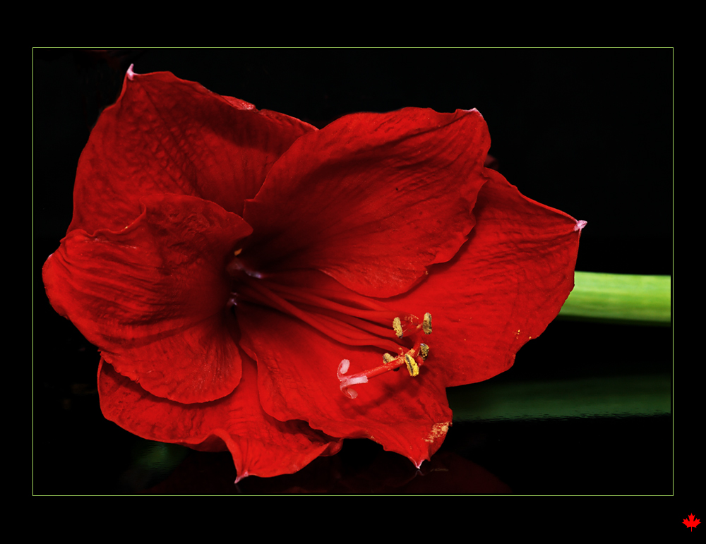 Amaryllis abgelegt