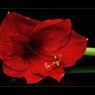 Amaryllis abgelegt