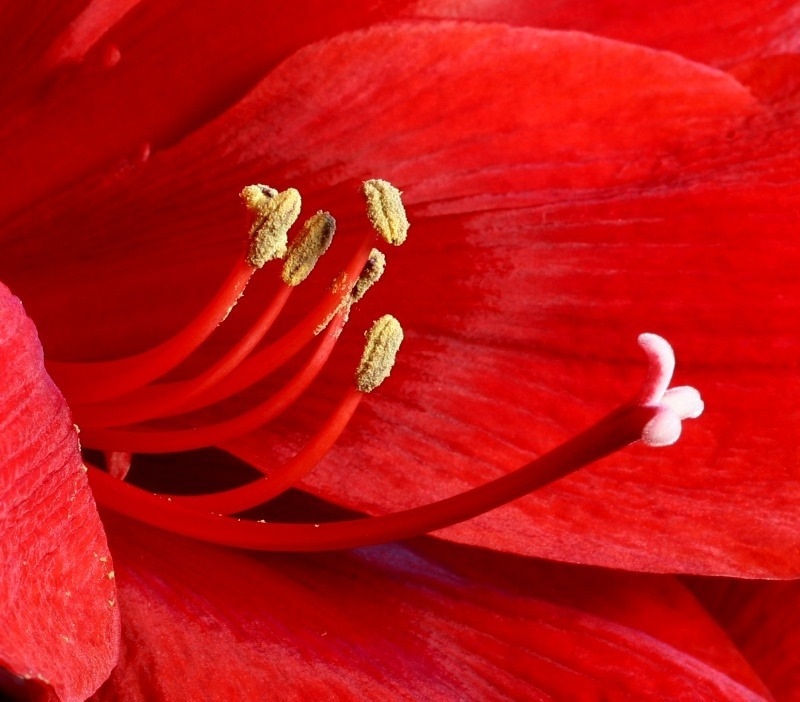 Amaryllis