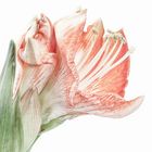 Amaryllis