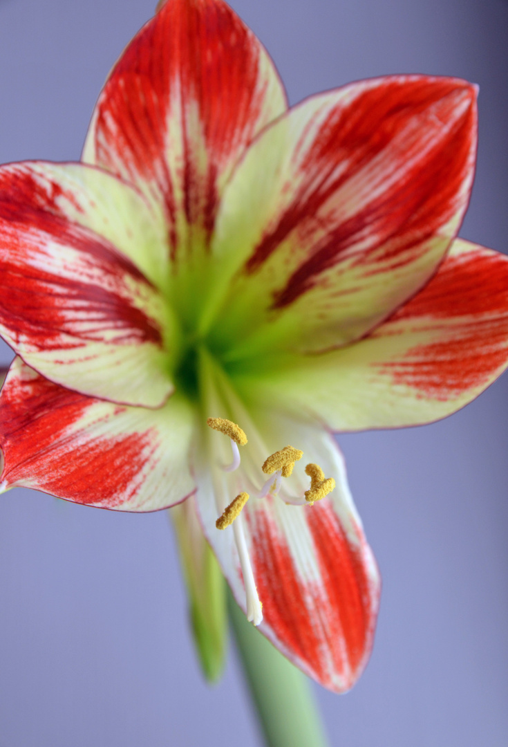 Amaryllis