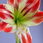 Amaryllis