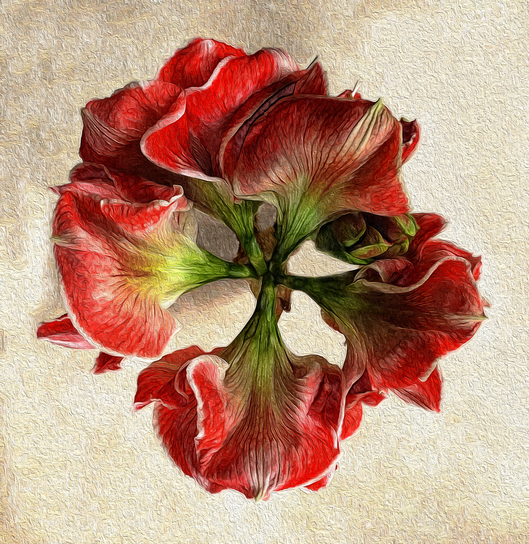 Amaryllis 