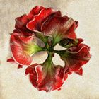 Amaryllis 