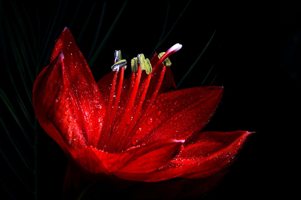 Amaryllis