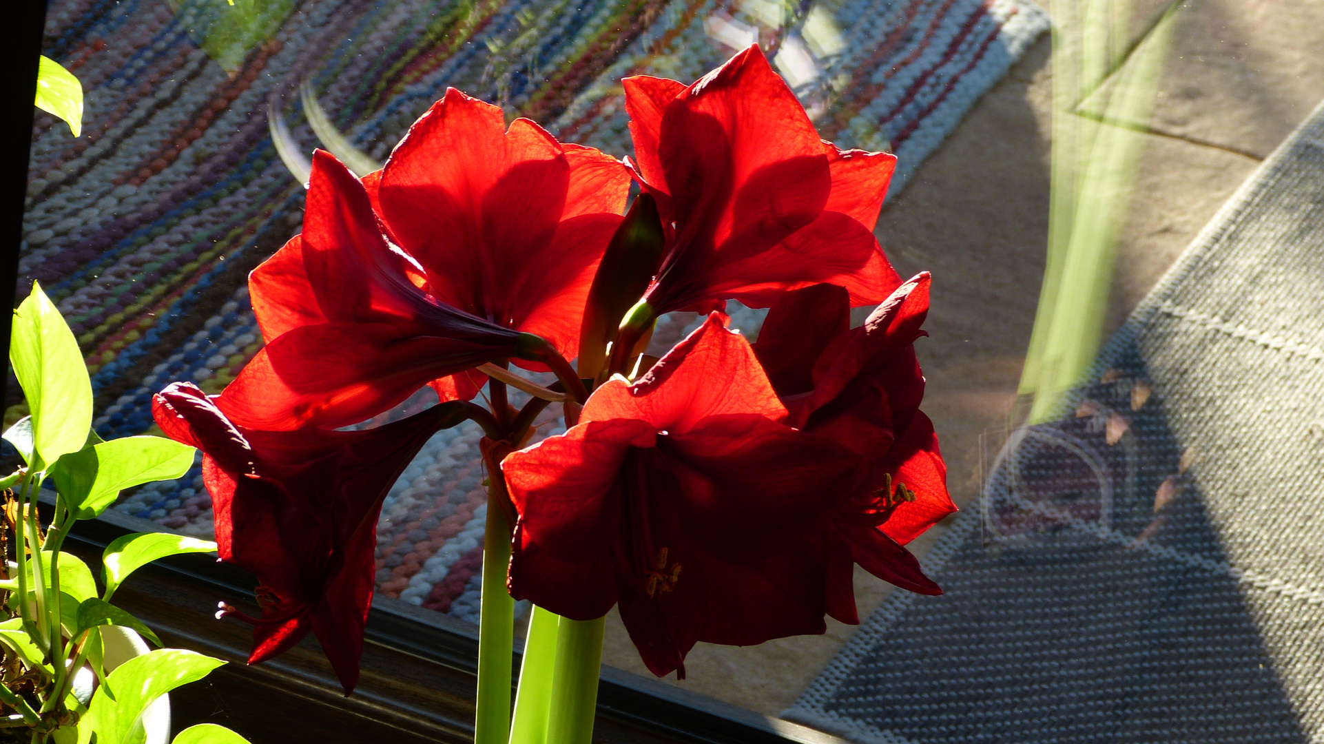 Amaryllis