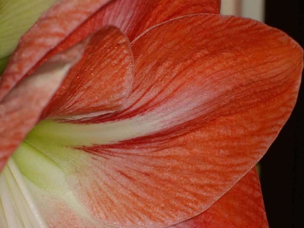 Amaryllis