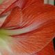 Amaryllis