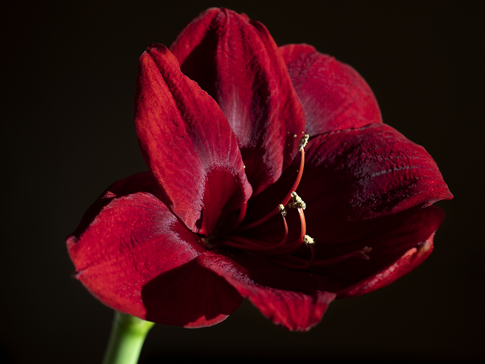 Amaryllis