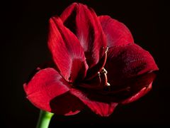 Amaryllis