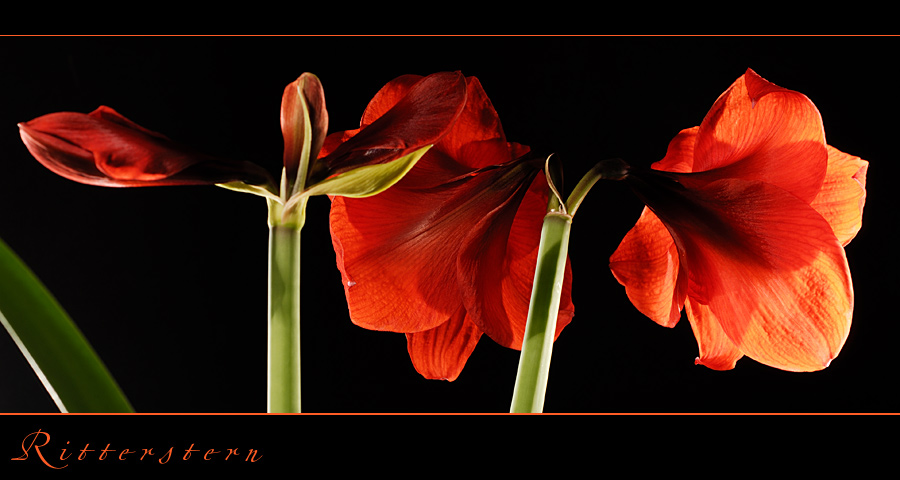 Amaryllis again.....