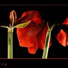 Amaryllis again.....