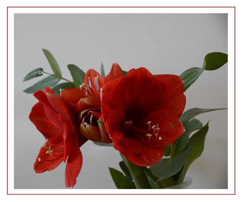 Amaryllis als Mittwochsblümchen