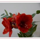 Amaryllis als Mittwochsblümchen