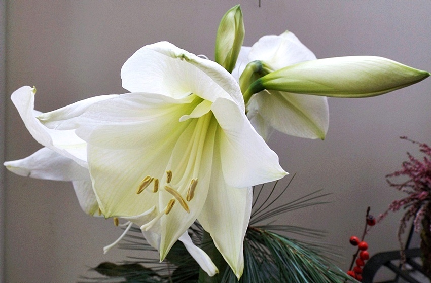 Amaryllis als Mittwochsblume