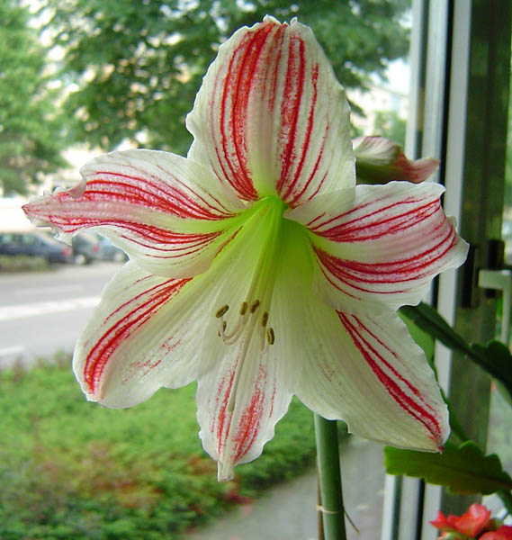 Amaryllis am Fenster