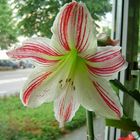 Amaryllis am Fenster