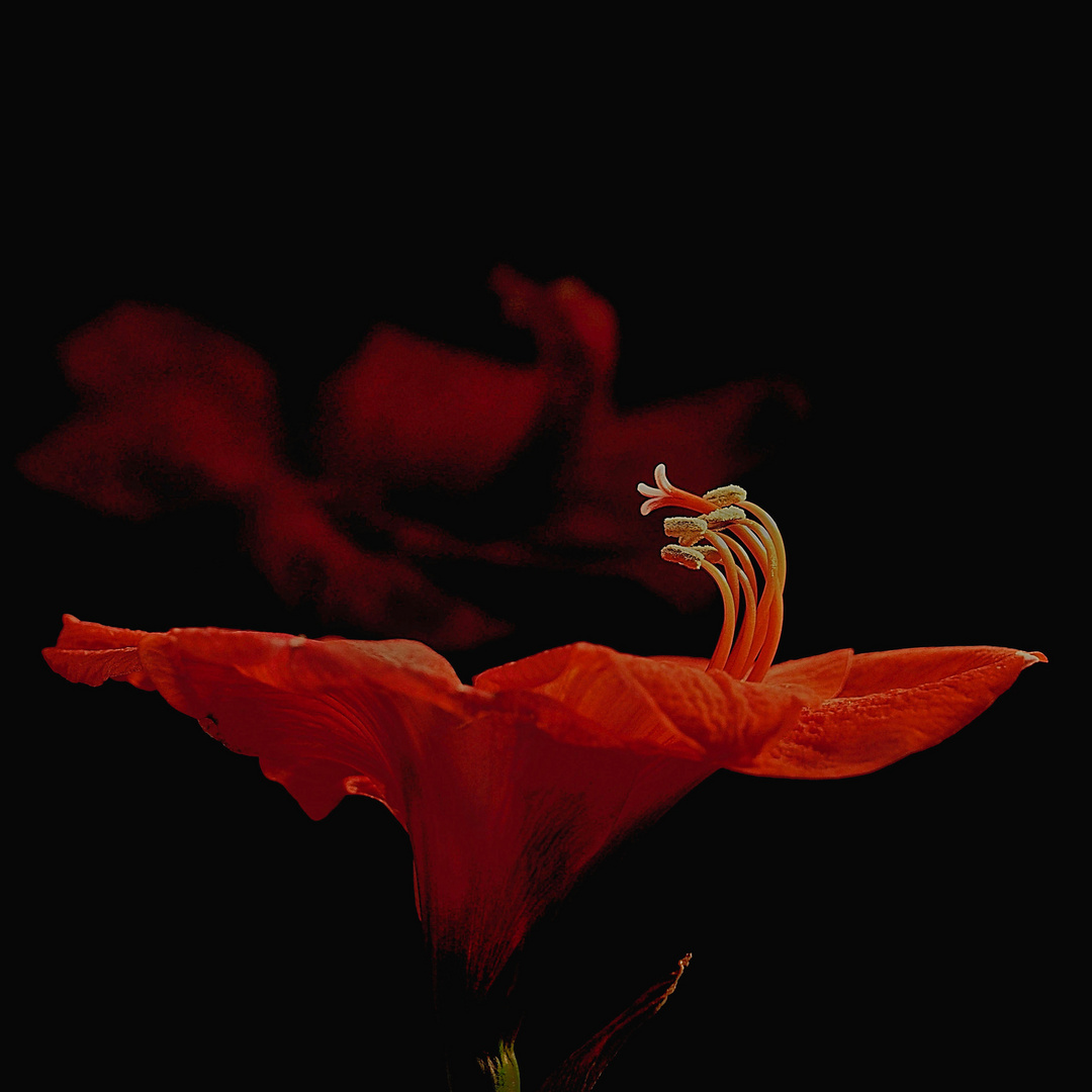 Amaryllis am Fenster..