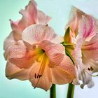 Amaryllis am Fenster