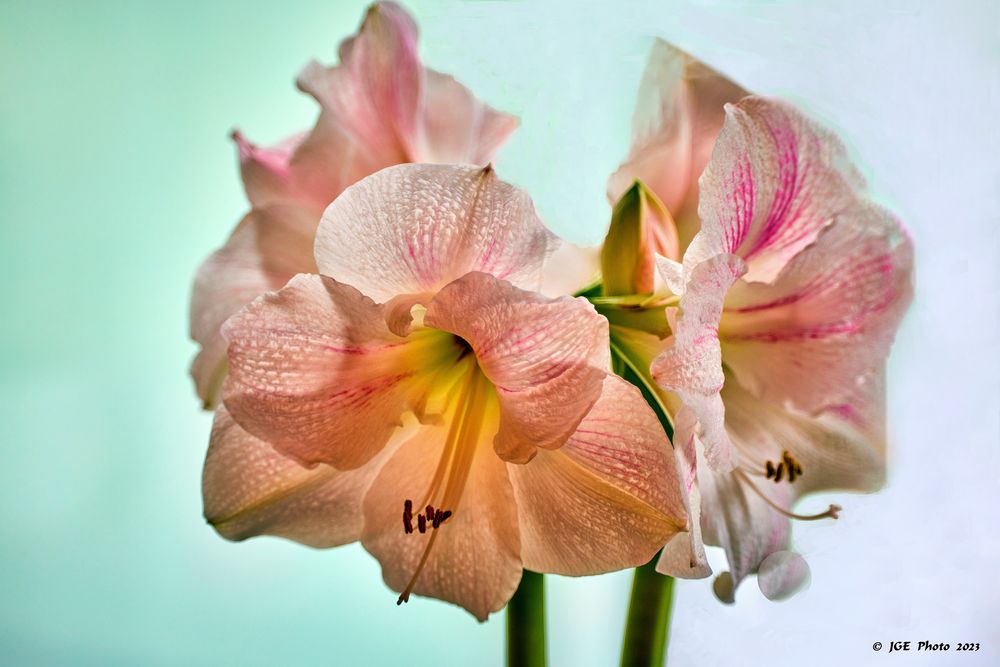 Amaryllis am Fenster