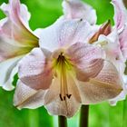 Amaryllis am Fenster