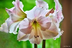 Amaryllis am Fenster