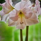 Amaryllis am Fenster