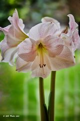 Amaryllis am Fenster