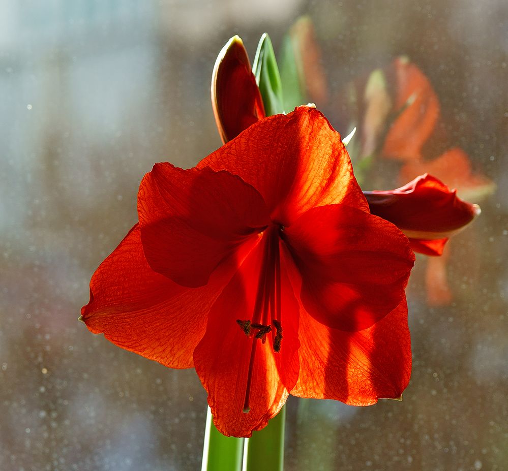 Amaryllis am Fenster