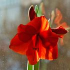 Amaryllis am Fenster