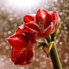 Amaryllis am Fenster