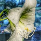 Amaryllis am Fenster