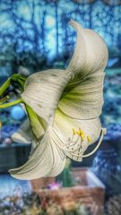 Amaryllis am Fenster