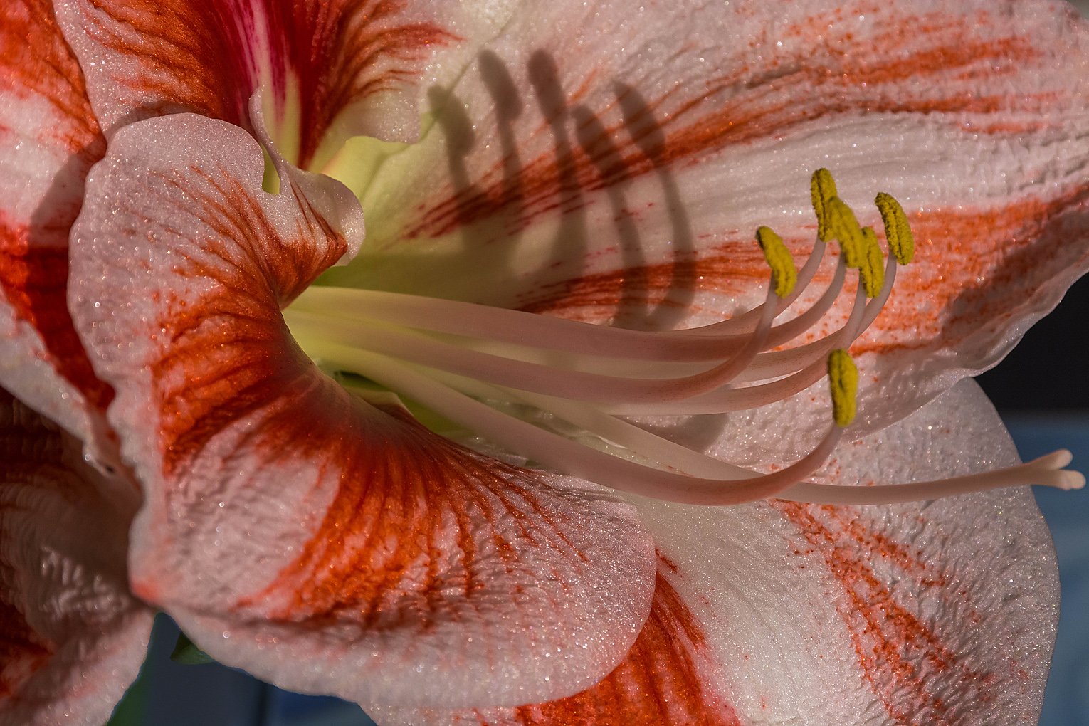 Amaryllis am Mittwoch