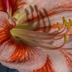 Amaryllis am Mittwoch