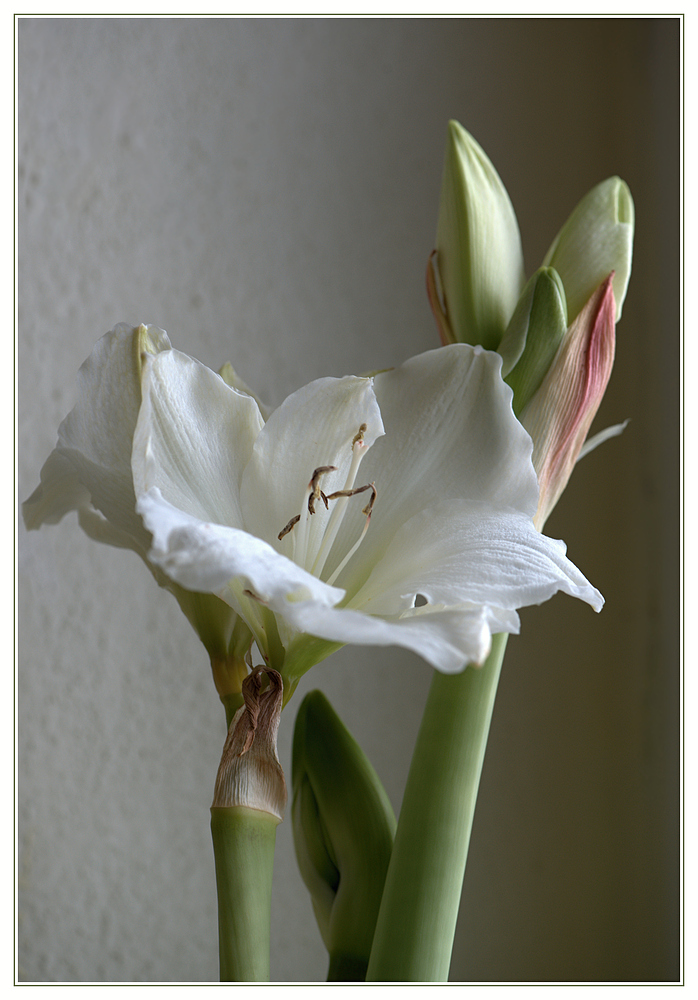 Amaryllis am Mittwoch