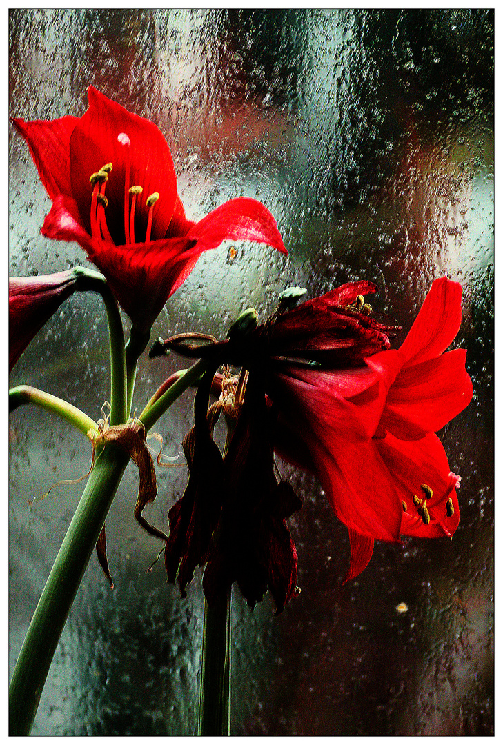 Amaryllis am Regenfenster