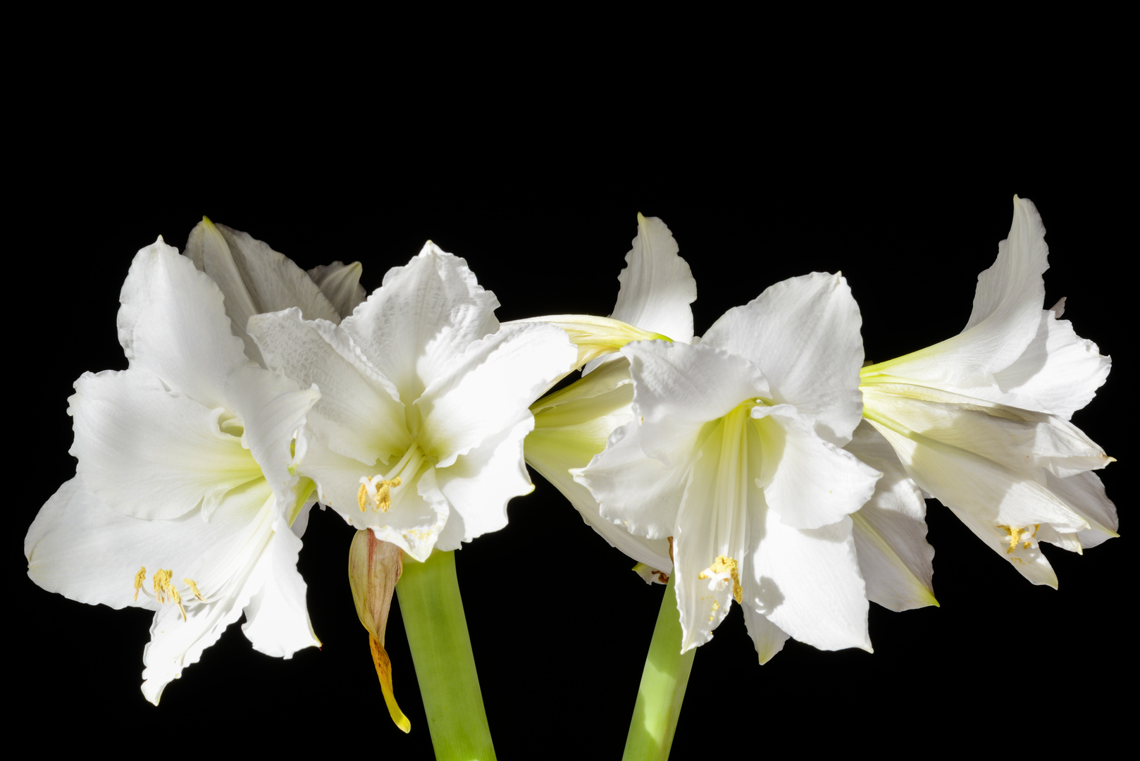 Amaryllis - Amaryllidaceae