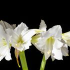 Amaryllis - Amaryllidaceae