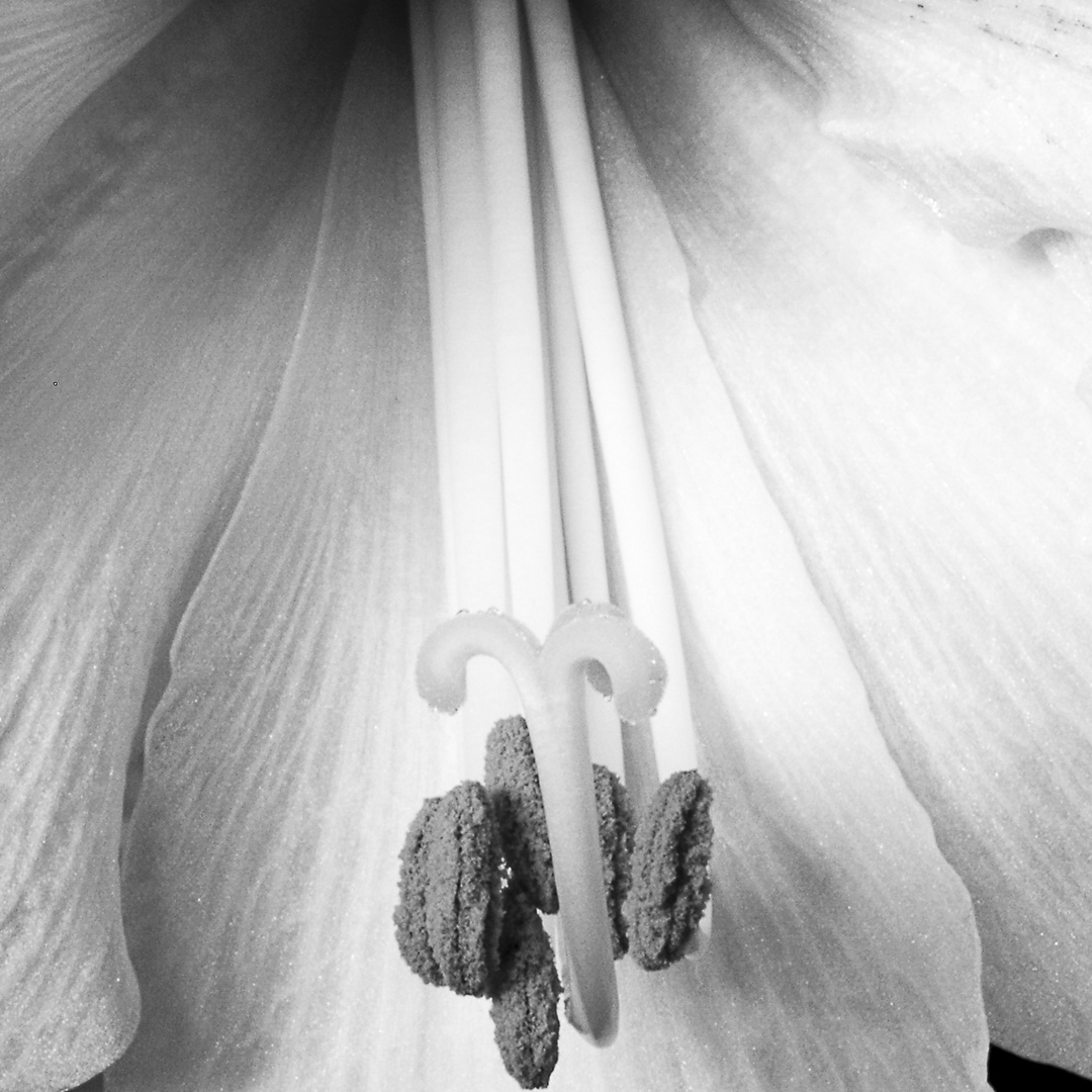 Amaryllis (Amaryllidaceae)